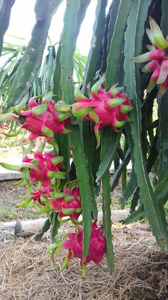 Sức hút của thanh long: Thế giới xem là “siêu trái cây”, Việt Nam là nhà xuất khẩu số 1