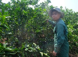 Hiệu quả từ việc ứng dụng công nghệ cao trên cây chanh