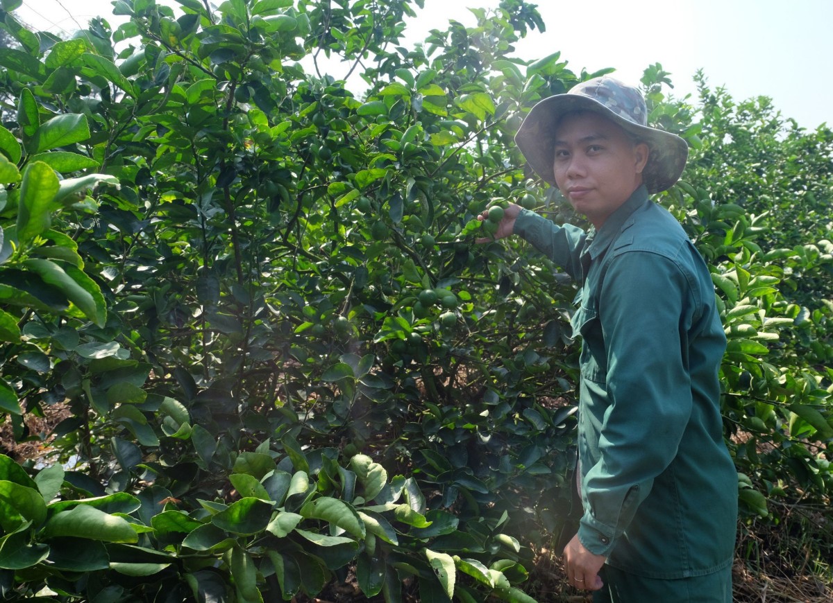 Hiệu quả từ việc ứng dụng công nghệ cao trên cây chanh