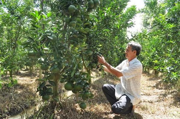 Cách bón phân cho cam khoa học