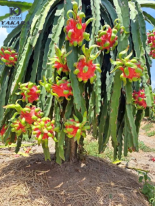 THUỐC VUỐT TAI THANH LONG SIÊU ĐẸP KHÔNG CẦN XẢ