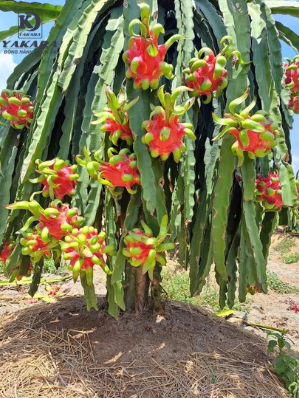 THUỐC VUỐT TAI THANH LONG SIÊU ĐẸP KHÔNG CẦN XẢ