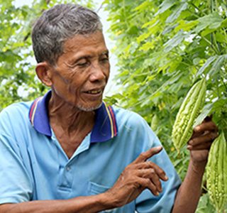 BỨT PHÁ TĂNG TRƯỞNG – LÁ DÀY, CÂY MẬP, ĐỌT MẬP, SIÊU XANH TỰ NHIÊN