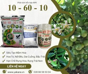 XỬ LÝ CHANH NGHỊCH VỤ