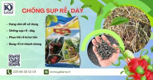 💥 CẢNH BÁO: MÙA MƯA – MÙA SỤP DÂY, THỐI RỄ THANH LONG!