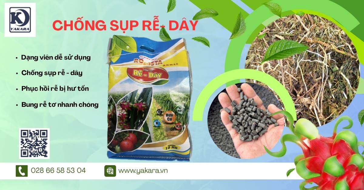 💥 CẢNH BÁO: MÙA MƯA – MÙA SỤP DÂY, THỐI RỄ THANH LONG!